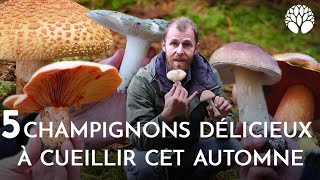 C'est la saison des champignons ! En voici 5 qui sont délicieux !