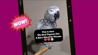 This Is How My Bird Learns❤️ #talkingparrot #funny #parrot #cute #pets #animals #cosmothefunnyparrot