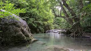 Birdsong with Peaceful Spring Water in the Morning for Relaxation & Stress Relief