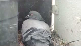 Live Bird Nest | Eggs and hatching #livebirds