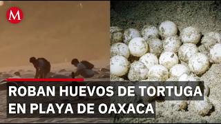 People caught stealing turtle eggs on a beach in Oaxaca; Profepa is investigating the incident