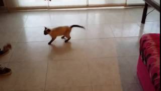 Funny Cat VIDEO!!