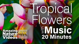 4K Video - Tropical Flowers with Soothing music | Amazing Nature Scenery & Meditation Music