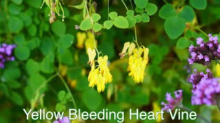 Yellow Bleeding Heart Vine