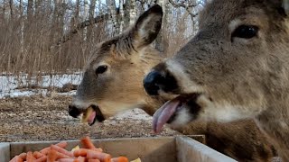 🦌 12 Hour Deer Cam  - Whitetail Deer Feeding in Canadian Forest with Soothing Nature Sounds