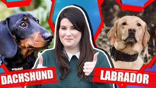 DACHSHUND VS LABRADOR
