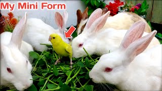 My Mini Farm 🐰🦜 | Parrot & Rabbits Friendly Feeding Time