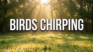 Birds Chirping Soft Background Music 4K: Relaxing Nature ASMR