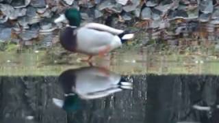dukkies schaatsen