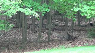 The Science of Nature (Footage Part 4) - From SCIENCE SCREEN REPORT OnLINE