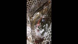 A Nice Connecticut Brook Trout caught on a small stream.