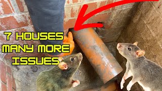Pigeon Devoured by RATS! Rats, Mice and Pigeons in this Rat Free Lifetime Guarantee in LONDON