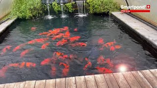 Shinoda Koi mit Smartpond PROLine EndlosbandFilter Filterung bei Koi Aqua