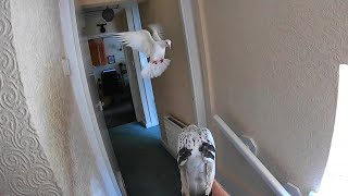 Pet Pigeon fun recall..