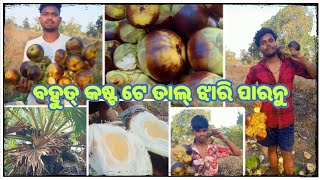 TAL KHAI JIMA ASA  ! ତାଲ ଖିଆ ରେ ମରି ଯାଇଥିନୁ ନ ! NEW SAMBALPURI VLOG VIDEO ! PRADEEP MALLIK OFFICIAL