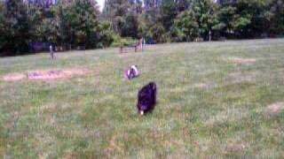 Buckley Shelties 2