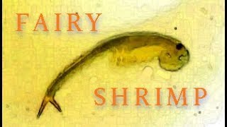Fairy Shrimp - Living Fossils 3