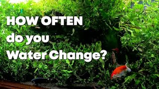 HOW OFTEN to Aquarium WATER CHANGE | How Much? How Often?