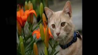 Cute and Rare Kitties Pictures.wmv
