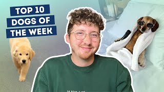 Dog Who’s Never Worked a Day in His Life Takes Much Needed Vacation | Top 10 Dogs of the Week!