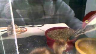 Puppet Feeding.wmv