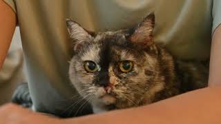 7 clues your cat secretly adores you
