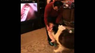 Saint Bernard and 17 month old playing