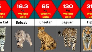 Cat Wild Size Comparison | Wild Cat Weight Comparison