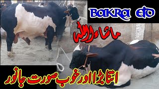 Heavy Cow MashAllah