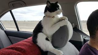 These CATS are too FUNNY! 🤣 | New Cat Videos 2026 Pop Cat Laugh