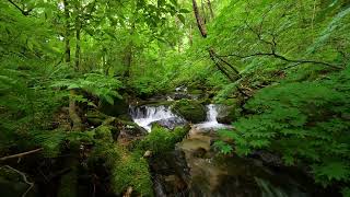 Magical Summer Green Valley Scenery, Birdsong, Stream Sounds