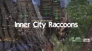 Inner City Raccoons