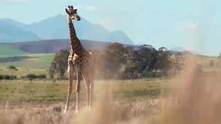 African Wildlife and Reggae