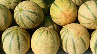 How To Pick Out Galia Melon + important random things I need you to know! 