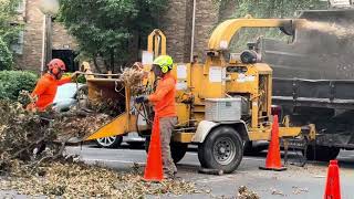 Cutting and Clean up  “Broken branches from a big tree “.