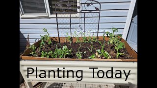 How I Planted My Raised Bed For Awesome Veggies! @vego_garden