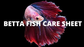BETTA FISH CARE SHEET - How to Care for a Betta Fish？