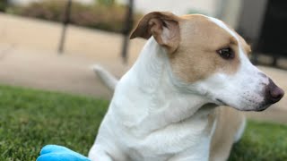 Banjee: A Musical Farewell to My Best Friend | Josh Morphis Music