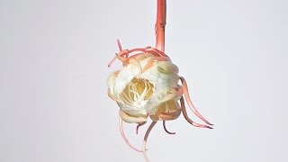 MOPIC - Epiphyllum oxypetalum flower (best viewed in HD)
