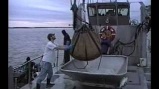 Tendering in Bristol Bay