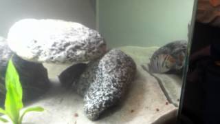 Cichlid tank