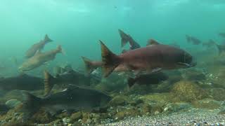 Red Summer Chinooks Chilliwack River: Underwater