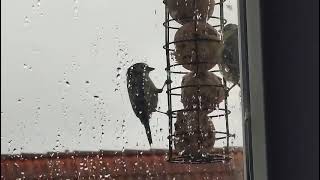 Vogel in der Natur/ Birds in freedom ❤️