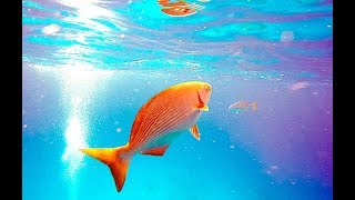 Scuba Diving in Cozumel with Stingrays, Sea Turtles, Coral Caves, and Tropical Fish in 4K