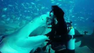 Shark Addicts - 10.25.14 Bulls & Lemons