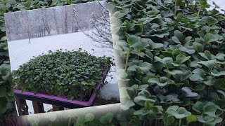 HOW TO EXTEND YOUR GROWING SEASON WITH MICROGREENS