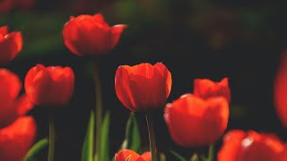 flowers nature with relaxing music (1080P)