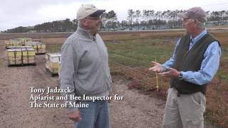 Commercial Pollination in Maine's Blueberry Barrens