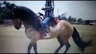 Pasofino_cuartodemilla con frison