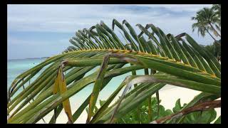 Maldives | Maafushi island | Bikini beach | Ocean View | Island Walk